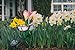 Solar Calla Lily, Solar Lights, Decorative Garden Lights
