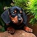 Dachshunds 2018 16 Month Wall Calendar 12 x 12 inches Bright Day Calendars Publishing