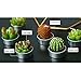 Ornerx Cactus Candles Tea Lights Set of 6