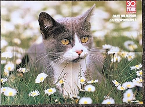 Affiche Dans Un Jardin Extraordinaire Un Petit Chat Dans Un Champs De Marguerites 56 Cm X 42 Cm Bruno Maso Bruno Maso Amazon Com Books