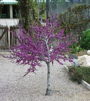 Western Redbud Tree Cercis Occidentalis 10 Seeds 2 99