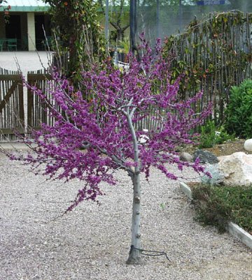 Western Redbud Tree-Cercis occidentalis-10+seeds $2.99