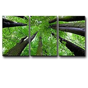Three Piece Canvas - Green Tree Forest from an Ants