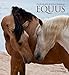 Equus 2020 Wall Calendar by 