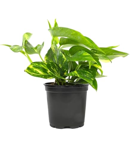 black tiger snake plant Black Coral Snake Plant - Sanseveria