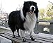 Colorfulhouse Labrador Husky Waterproof Shoes for Medium to Large Dogs, 5(2.7x2.2-Inch), Black, 4 Pcs