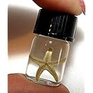 Bicbugs, LLC REAL TINY STARFISH SEASTAR PRESERVED IN VIAL WET SPECIMEN