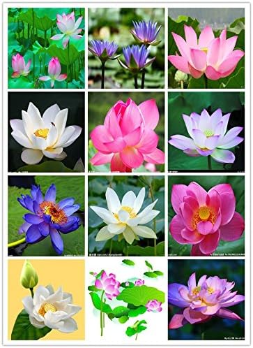 Amazon Com 30 Pcs Lotus Flower Seed 8 Color Mixing Bowl Lotus Seeds Bonsai Gorgeous Aquatic Plant Diy Home Garden Mini Lotus Flower Plants Everything Else