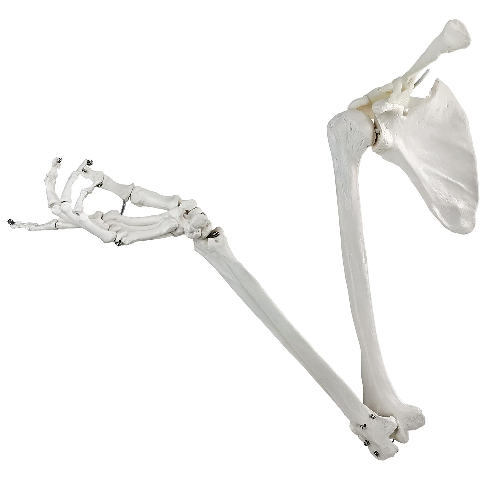 Photo 1 of Merinden Human Upper Limb Skeleton Anatomical Model, Life Size Human Arm Skeleton Model with Movable Shoulder and Hand Joints Clavicle and Scapula for Medical Science Education Study or Teaching