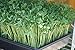 Certified Organic Non-gmo Sprouting Seed Green Pea (2lb)