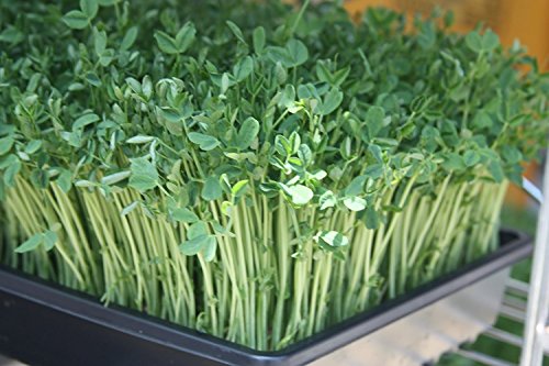 Certified Organic Non-gmo Sprouting Seed Green Pea (2lb)