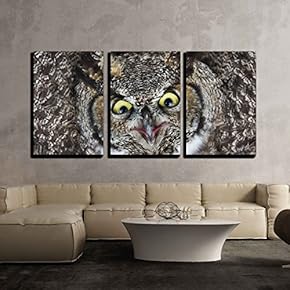 Great Horned Owl Close Up Shot Bc Canada x3 Panels