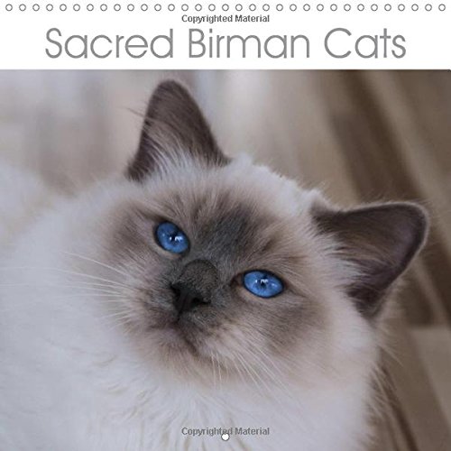 Sacred Birman Cats 18 Blue Eyes White Paws The Birman Cats Calendar Calvendo Animals Amazon Com Books