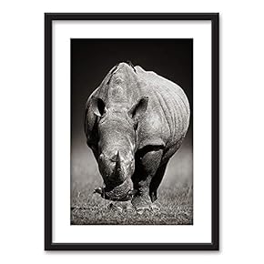 Framed A Rhino in Black White Black Picture...