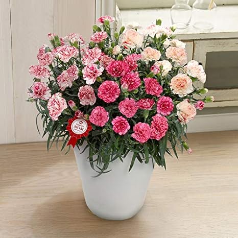 Amazon 母の日ギフト 鉢植え カーネーション 3色ビアンフェ イイハナ ドットコム 観葉植物 オンライン通販
