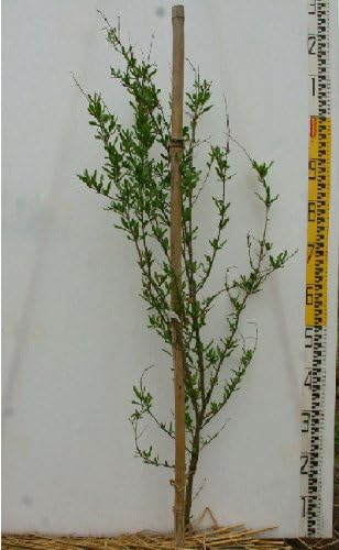 Amazon 大苗 ザクロ 柘榴 カリフォルニア大実 地掘苗 小 果物