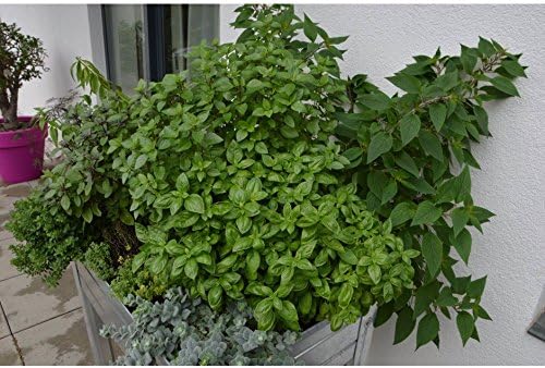 MESA DE CULTIVO Acero Galvanizado. Medidas: Largo 75cm x Ancho ...