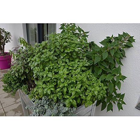 MESA DE CULTIVO Acero Galvanizado. Medidas: Largo 75cm x Ancho ...