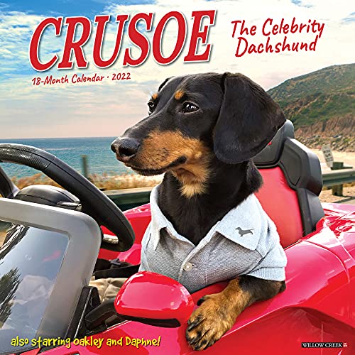 Crusoe The Celebrity Dachshund 2022 Wall Calendar Desertcart