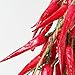 Transcend11 10 Bunch of Red Chili Fake Peppers Artificial Vegetables Food Faux Lifelike Plants Home Party Kitchen Decoration Hotel Store Display Model Photography Props Kids Prentend Play Toy