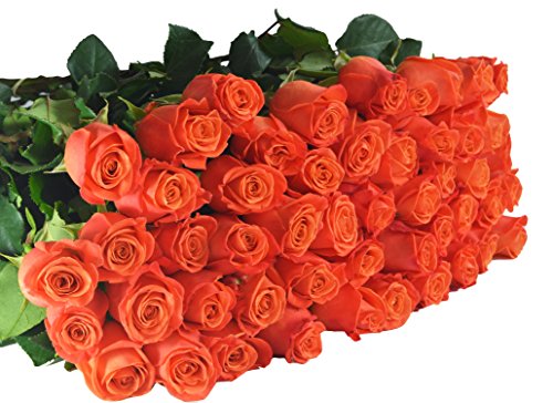Farm2Door Wholesale Roses: 50 Fresh Orange Roses (Long Stemmed - 50cm) from Colombia - Farm Direct Wholesale Fresh Flowers - Thumbnail 2