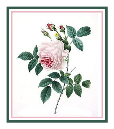 China-Blush-Rose-Flowerby-PierreJoseph-Redoute-Counted-Cross-Stitch-Pattern