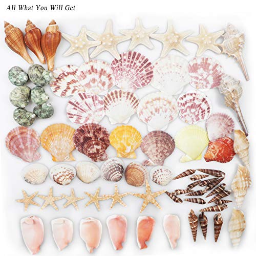 2 Seashells+Starfish+Decorations+FishTank+Supplies