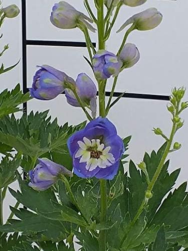 Late Shrub In Pot English Spurn Jupiter F1 Blue Dark Blue Flowering Plant Perennial 1 Plant Amazon De Garten