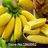 HOO PRODUCTS - 200pcs/bag imported banana seeds, milk taste,beautiful delicious fruit seeds Flower Seeds Hot Sale!