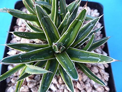 Agave Victoria-Reginae Variegated Nice Succulent W/7 Pups! 6" Pot! F8