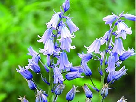 AIMADO Samenhaus-20 Stück Hasenglöckchen Blumensamen Blue Bell blaue Traubenblüten mehrjährig winterhart Pflegeleichte Saatgu