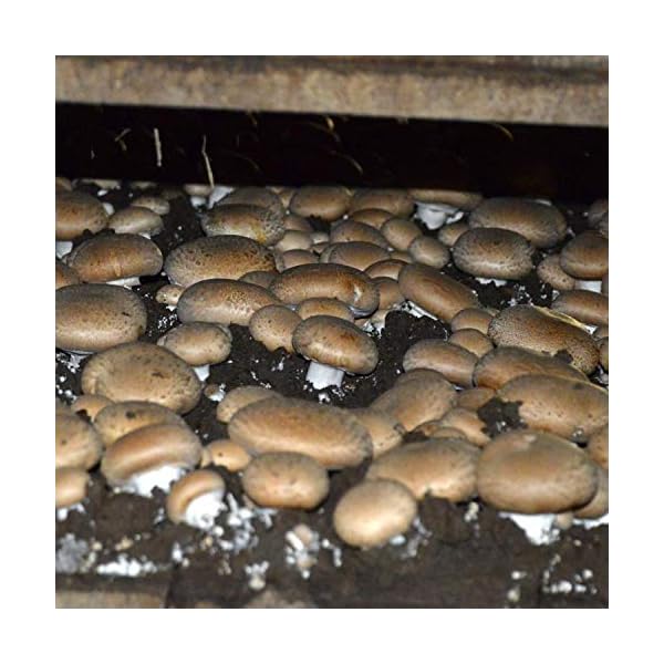 Gourmet and Medicinal Mushroom Cultures (Portobello Mushroom (Agaricus