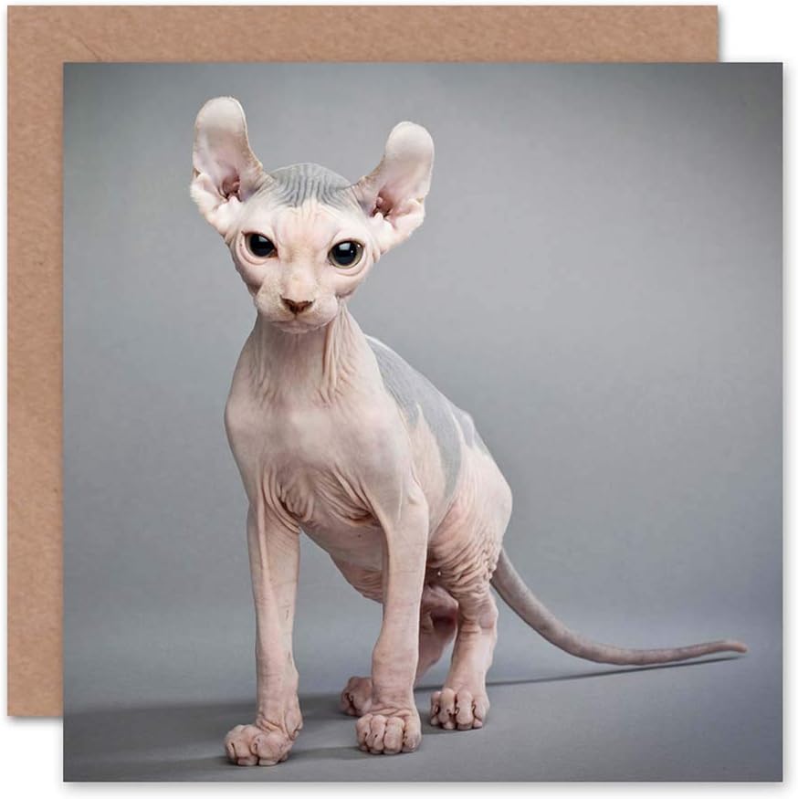 bald sphynx