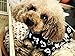 CuteBone Dog Christmas Pajamas Puppy Onesies Small Dogs Soft Pjs Coat Cat Apparel Comfy Pet Clothes Outfit Doggie Bodysuit P11M