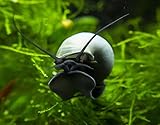 1 Blue Mystery Snail (Pomacea bridgesii) (young adult 1/2 to 2+ inch) - Algae Eating Live Snail by Aquatic Arts
