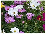 Cosmos (Cosmos bipinnatus), Seed Packet, True