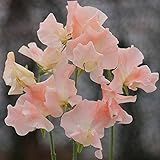 Sweet Pea - Champagne Bubbles - 20 Seeds