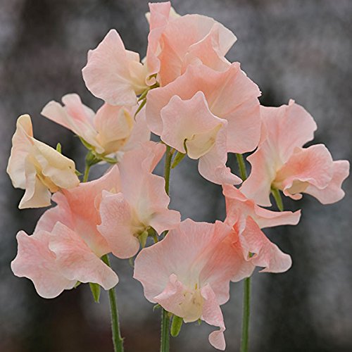 Sweet Pea - Champagne Bubbles - 20 Seeds