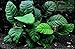 Potted Anubias Coffeefolia Aquarium Plant