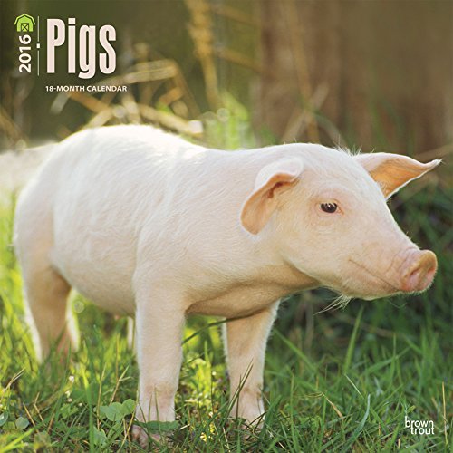 Pigs - 2016 Calendar 12 x 12in