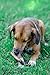 K9 Connoisseur Beef Marrow Rib Dog Bones Long Lasting 8 to 10 Inch Long - USA Made Single Ingredient for Medium Dogs Upto 50 Pounds - 8 Pack