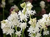 3 Polianthes tuberosa, Double Flowering Tuberose, Rajanigandha Bulbs
