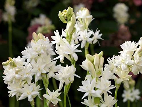 3 Polianthes tuberosa, Double Flowering Tuberose, Rajanigandha Bulbs 3 Polianthes tuberosa, Double Flowering Tuberose, Rajanigandha Bulbs