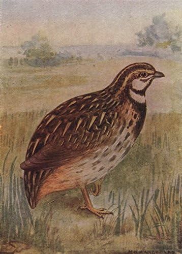Amazon Com Indian Birds The Black Breasted Or Rain Quail 1943 Old Print Antique Print Vintage Print Indian Birds Art Prints Posters Prints Near rhymes synonyms / related mentions definitions. indian birds the black breasted