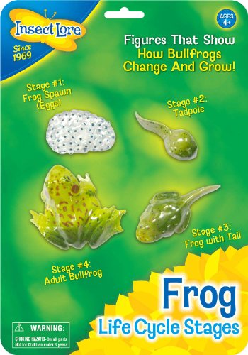 Insect Lore Frog Life Cycle Stages