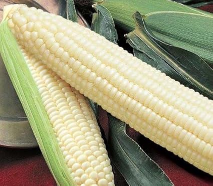 Amazon Com Silver Queen Corn Seeds Packet Of 50 Seeds Garden Outdoor