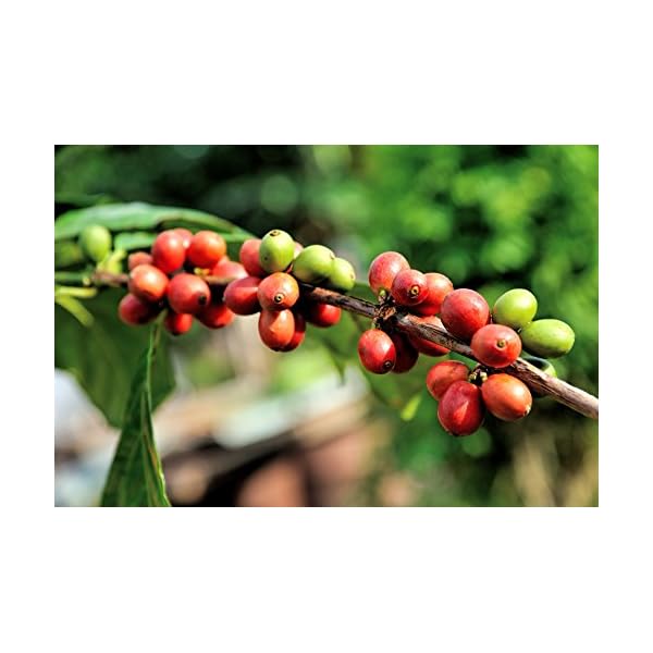 C&T Blue Angel Espresso Deluxe 3 x 1000 g ganze Kaffeebohnen - der Sanfte - Spitzenkaffee aus unserer beliebten Espresso… – Bild 6
