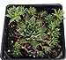 Kalinda Moon Hens & Chicks - Sempervivum - Very Hardy - 4