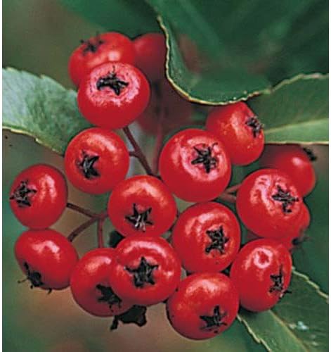 Pyracantha Mohave 1ltr Shrub Plants Amazon Co Uk Garden Outdoors