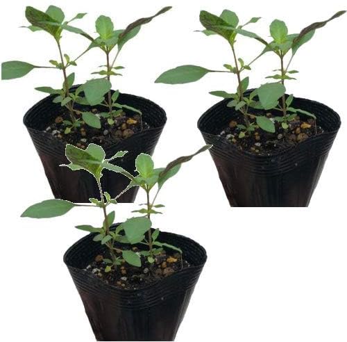 ホーリーバジルの苗 オオヤ ラマ トゥルシー 6本セット